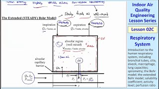 IAQ Engineering Lesson 02C Respiratory System [upl. by Ennairak483]