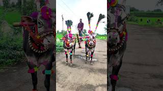 Bail Pola Festival 2024 बैलपोळा2024 bailpola [upl. by Grosberg69]