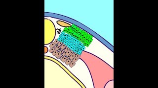 EMBRYOLOGY VIII Somitogenesis amp Differentiation Meet the Sclerotome Myotome Dermatome [upl. by Ruamaj]