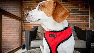 Puppia Soft Dog Harness Review [upl. by Purpura]