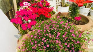 জিপসি ফুল গাছের যত্নHow to care Gypsophila🌸🌸 [upl. by Brandice]