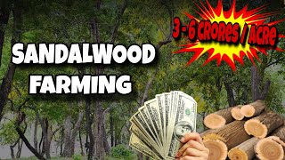 SANDALWOOD FARMING  PROFITABLE FARMING BUSINESS EARN 36 CRORE ACRE [upl. by Areit]