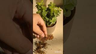 Taking care of jade plant jadeplant plants plantcare youtubeshorts [upl. by Roots]