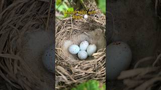 Stunning Linnet Nest with 4 Eggs in the UK 2024  birdnesting birds birdnest britishbirds [upl. by Ellerred]