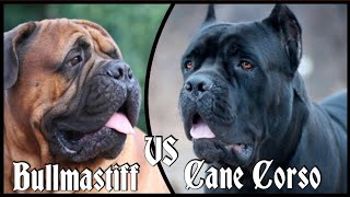 Bullmastiff VS Cane Corso [upl. by Mroz]