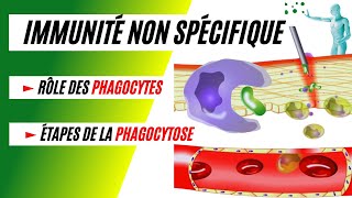 La phagocytose comment les phagocytes détruisent les bactéries [upl. by Boswall838]