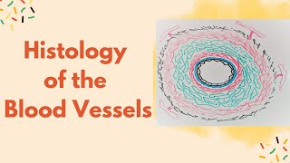 Histology of the blood vessel [upl. by Niwrek]