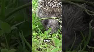 How do hedgehogs survive childbirth [upl. by Nuahsyar923]