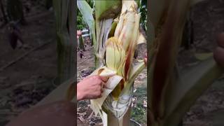 Operasi pohon pisang quotes ngakak katamutiara military gardening pisang fruitcutting fruit [upl. by Ilime586]