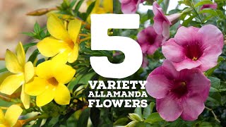 5 Variety Allamanda flowers  Allamanda Plant Types [upl. by Carin]