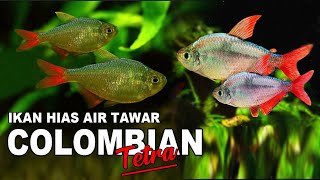 IKAN HIAS AIR TAWAR CANTIK TETRA COLOMBIAN [upl. by Ailime]