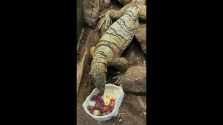 Not Your Average Lizard Earl Goes Hard for Grapes 🦎🍇 [upl. by Elac]