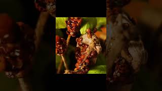 LadyBugs insects ants animals bug buryingbeetle wildlife hewan shortvideo shorts [upl. by Ajed489]