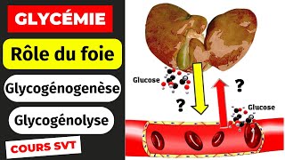 Rôle du foie dans la régulation de la glycémie Glycogénogenèse et glycogénolyse [upl. by Durward]