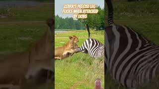 Zebras precise leg flicks when attacked by lions  zebra zebraattack lion lionattack animals [upl. by Caitlin]