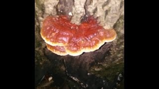 Wild Reishi Mushrooms Gymnopilus and Poison Ivy [upl. by Grosvenor]