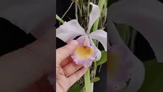 Cattleya trianaei var Albescens orchid anggrek nature [upl. by Asenaj]