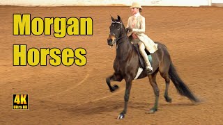 Morgan Horse Saddleseat Equitation  Carousel Charity Horse Show [upl. by Ttelrats836]