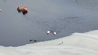 Drone Footage Captures Snow Blanketing Massachusetts Valley [upl. by Malina756]