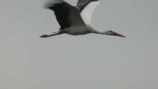 White Stork  Ooievaar  Westbroek NL  9112024 [upl. by Lombard660]