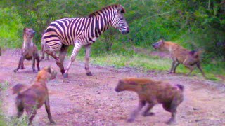 HYENAS EAT ZEBRA ALIVE WHILE IT TRIES TO ESCAPE [upl. by Phenice772]