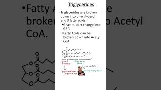 Triglyceride breakdown [upl. by Noled]