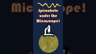 Spiral Bacteria Spirochete Under the Microscope Spirochete microscopeview scienceshorts [upl. by Schuh442]