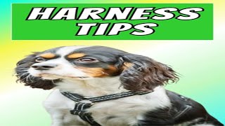 Best Harness for Small Dogs and A Cavalier King Charles Spaniel [upl. by Alejna]