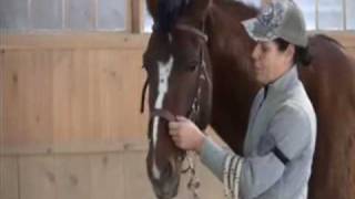 How to fit my Bitless Side Pull natural horsemanship [upl. by Kaya]