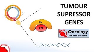 6 Tumour Suppressor Genes Retinoblastoma and the two hit hypothesis p53 [upl. by Arodasi]