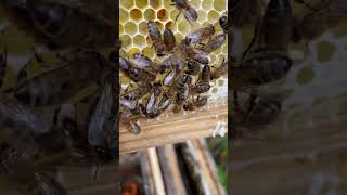 ASMR No Context honey bees part 4 Wax making beelife beefriendly bee honey [upl. by Honeywell441]