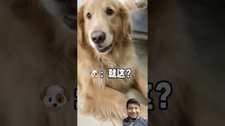 dog funny video shorts [upl. by Oliy]