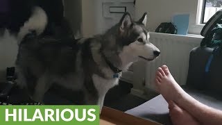 Malamute throws tantrum after being denied pizza [upl. by Alehc]