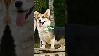 CORGI Puppies Everything you need to know [upl. by Harp]