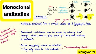 Monoclonal antibodies [upl. by Adnamma]