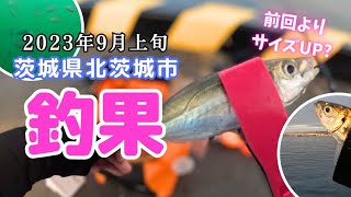 茨城県北茨城市 大津港 秋のシーズン開幕？！朝マズメに美味しいアジを釣りに・・ [upl. by Hameerak]