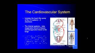 Introduction to Angiology [upl. by Viridi]