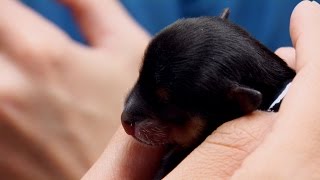 Attempting to Feed a ThreeDay Old Puppy with Cleft Palate [upl. by Eigna380]