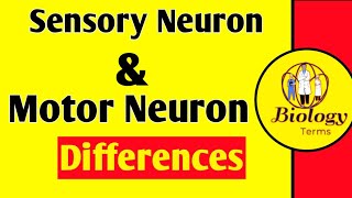 Sensory Neuron and Motor Neuron Differences📖  Sensory vs Motor Neuron [upl. by Ainollopa]