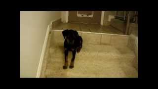 How to train your Doberman puppy clicker training [upl. by Aaron]