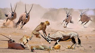 Life Is Not Easy with Cheetah Cheetah Failed To Control Its Prey  Oryx vs Cheetah And Lion [upl. by Nwonknu44]