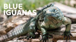 Resurrecting The Majestic Blue Iguana From Extinction [upl. by Aicile]