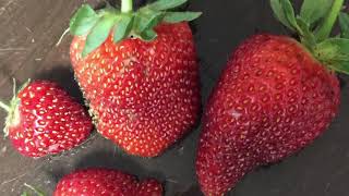 Growing Strawberries In Florida  Best Times To Plant Best Varieties And Other Tips [upl. by Areip60]