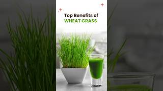 Top Benefits of Wheat Grass naturaljuice healthygreenjuice healthyliving arogyadhaam [upl. by Sirromal]