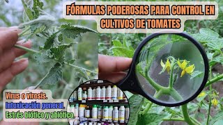 EXPERTO REVELA Secretos Para CONTROL DE VIROSIS con Bioestimulación En Cultivos De Tomates [upl. by Robins]