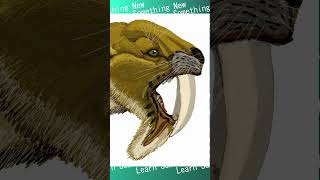 Thylacosmilus The SaberToothed Marsupial [upl. by Theodosia]