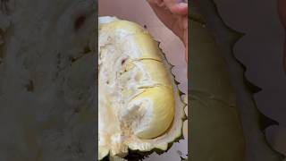 Durian season video subscribe youtubevideos cambodia [upl. by Ahseid845]