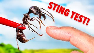 STUNG by a Bullet Ant Truth Revealed [upl. by Bellina347]