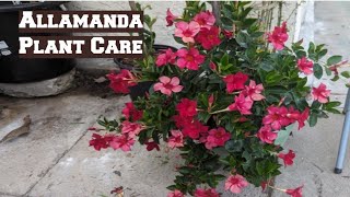 Allamanda Plant Care [upl. by Nehtanhoj]