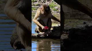 Pig tailed macaque chew monkey pigtailed lake water cute lonely nature wildlife HA97484 [upl. by Ainak]